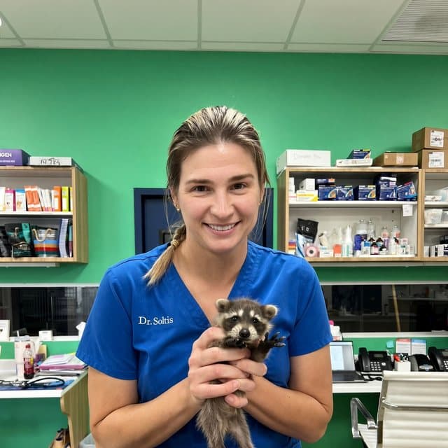 Dr. Sarah Soltis holding a raccoon kit at her clinic
